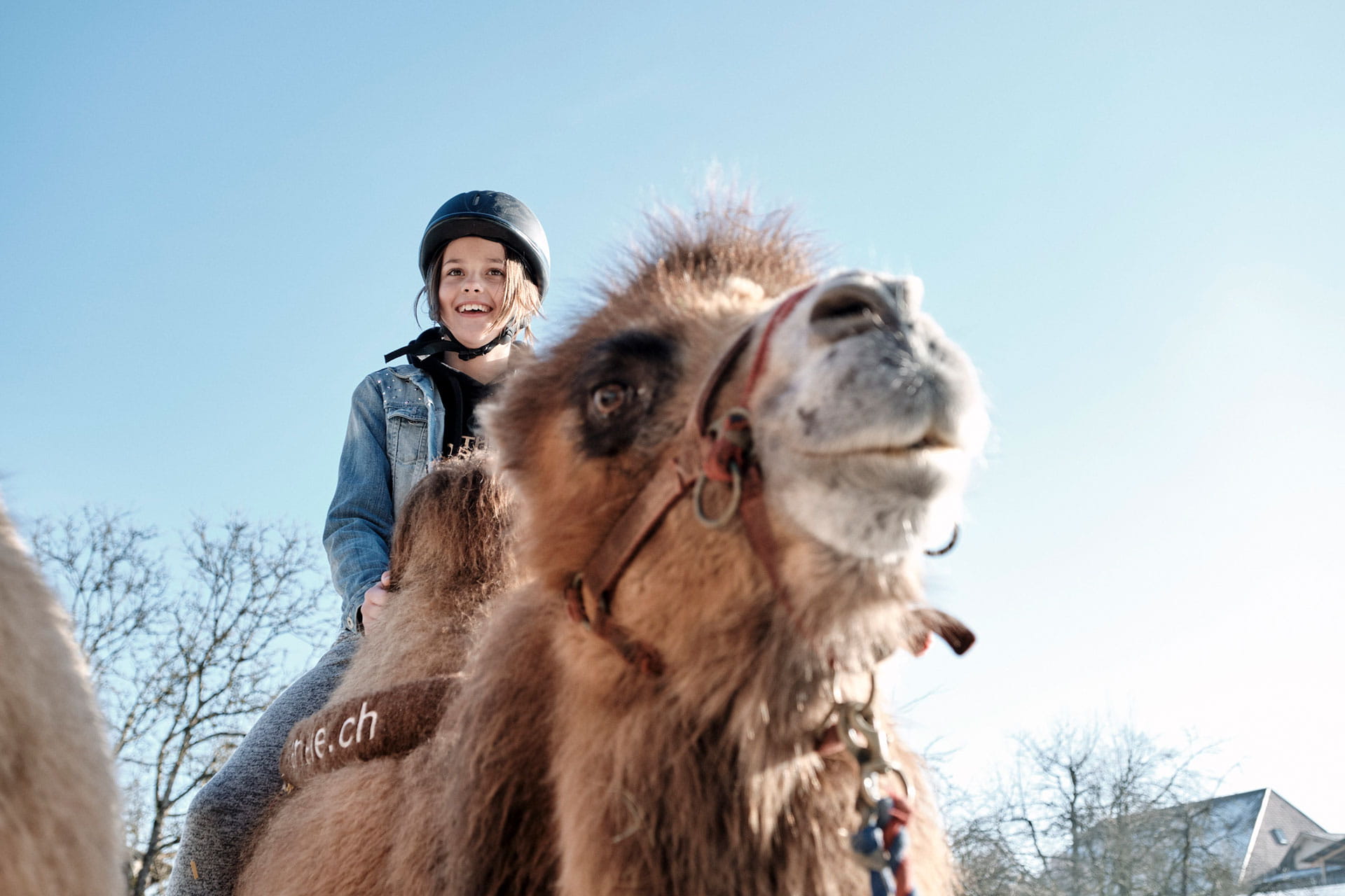 Fensterblick Kamel Titel