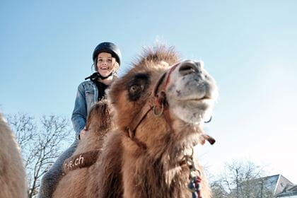 Fensterblick Kamel Titel