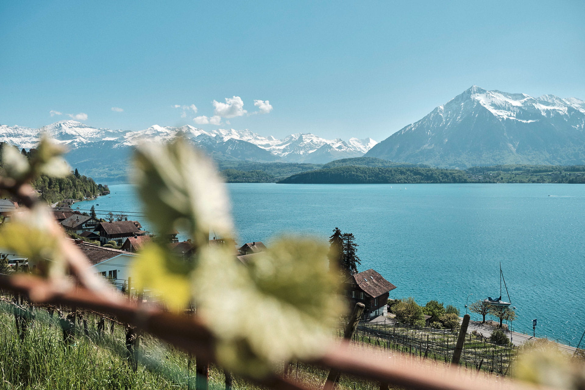 Fensterblick Regionaler Weinbau