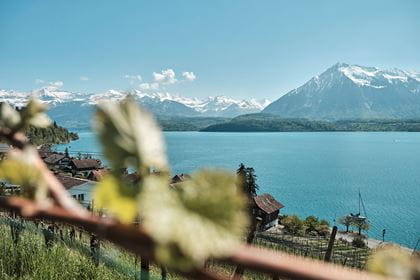 Fensterblick Regionaler Weinbau Fensterblick Regionaler Weinbau