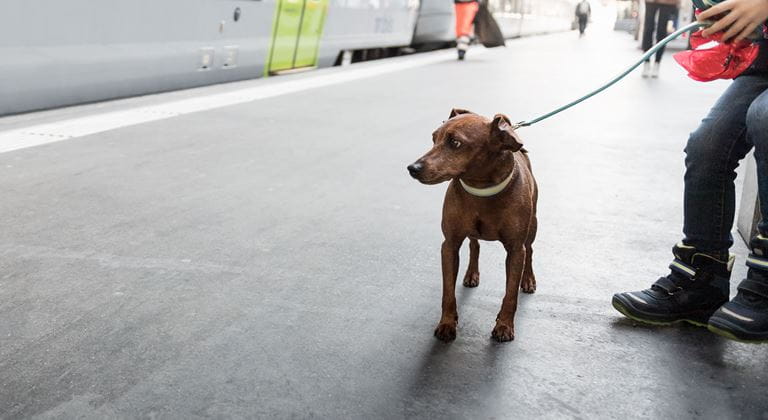 Hunde-Pass - mit Hunden im öffentlichen Verkehr