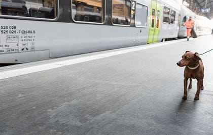 Reisen mit Hund Unterwegs mit Hund