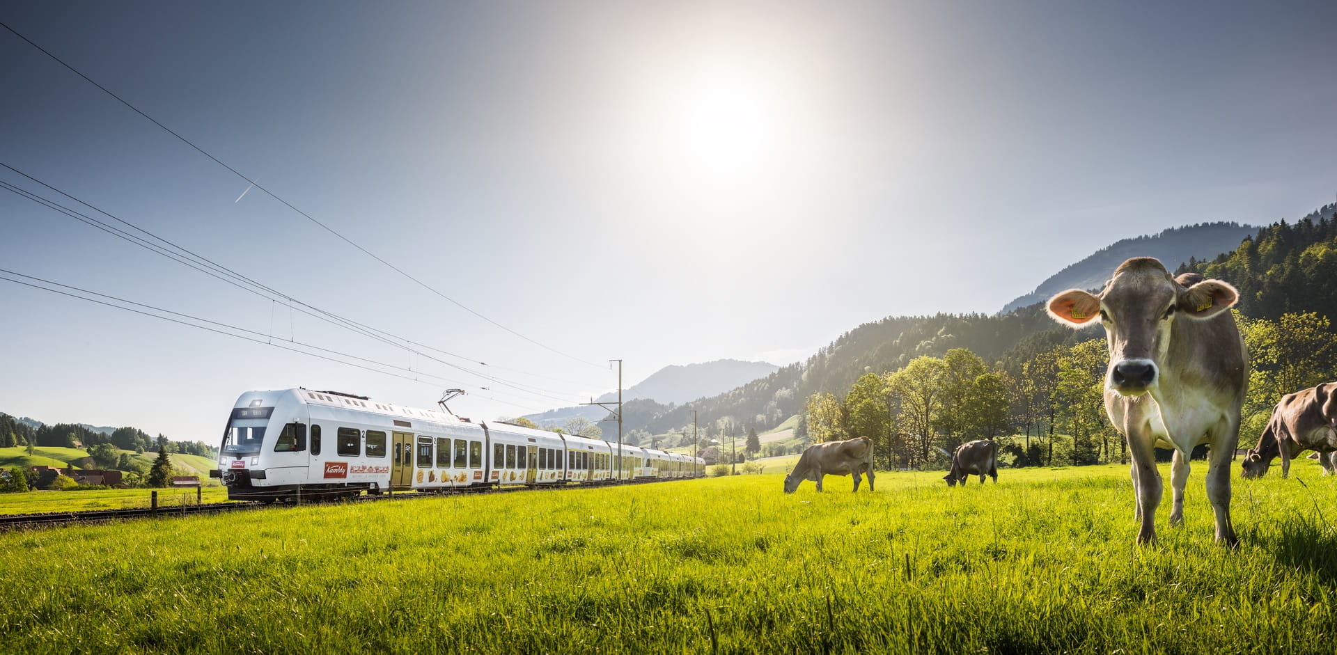 Der RegioExpress Kambly Zug fährt bei strahlendem Sonnenschein an einer Kuhweider vorbei.