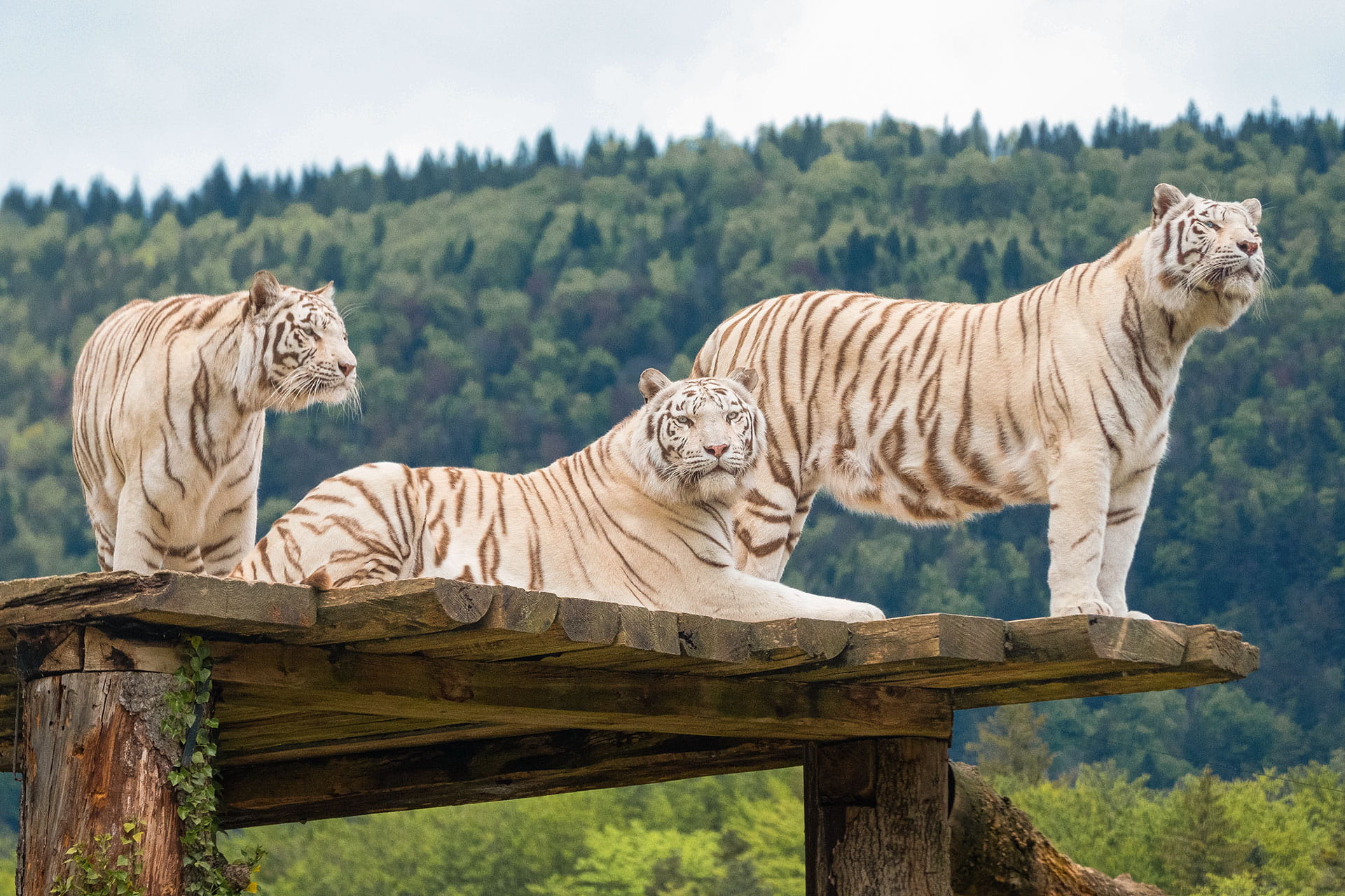 Sikypark: Weisse Tiger