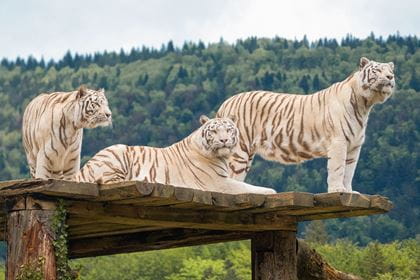 Sikypark: Weisse Tiger Sikypark: Weisse Tiger