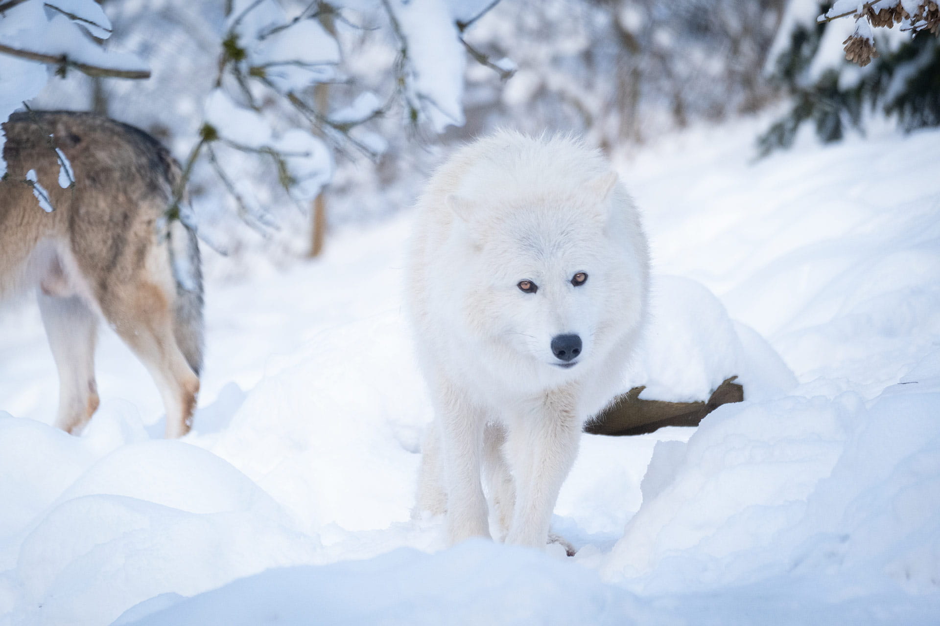 Wolf im Sikypark im Winter