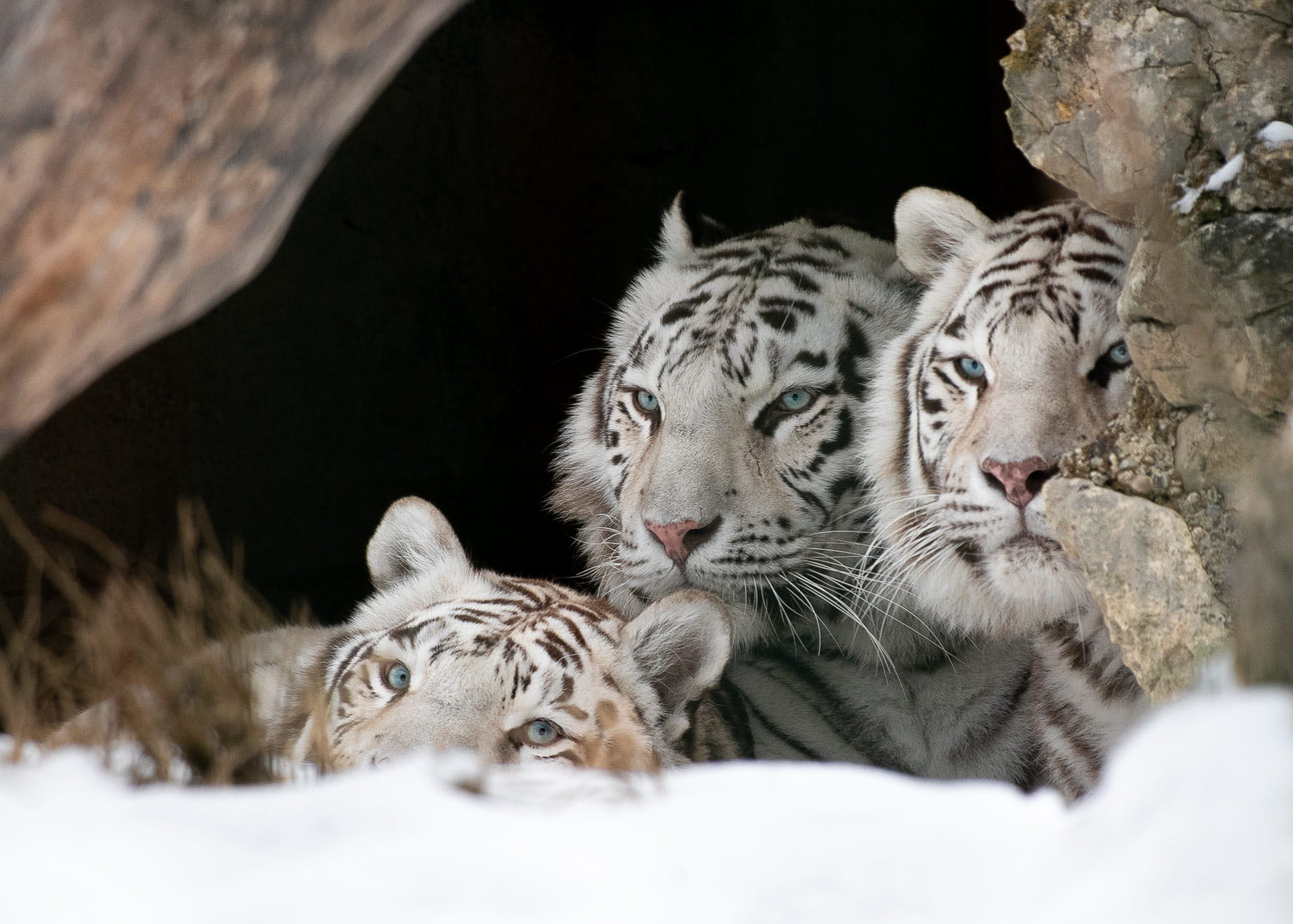 Sikypark: Drei Weisse Tiger 