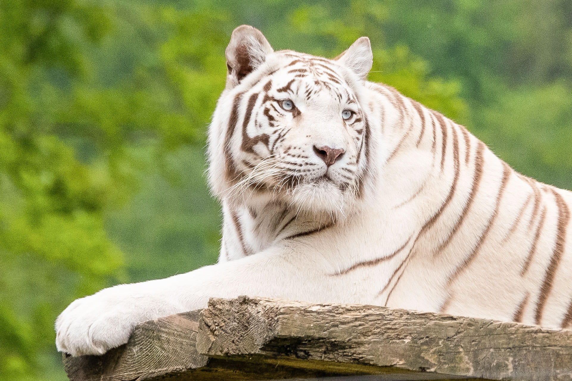 Sikypark: Weisser Tiger