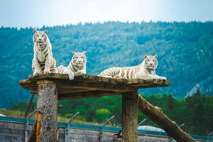 Sikypark drei weisse Tiger