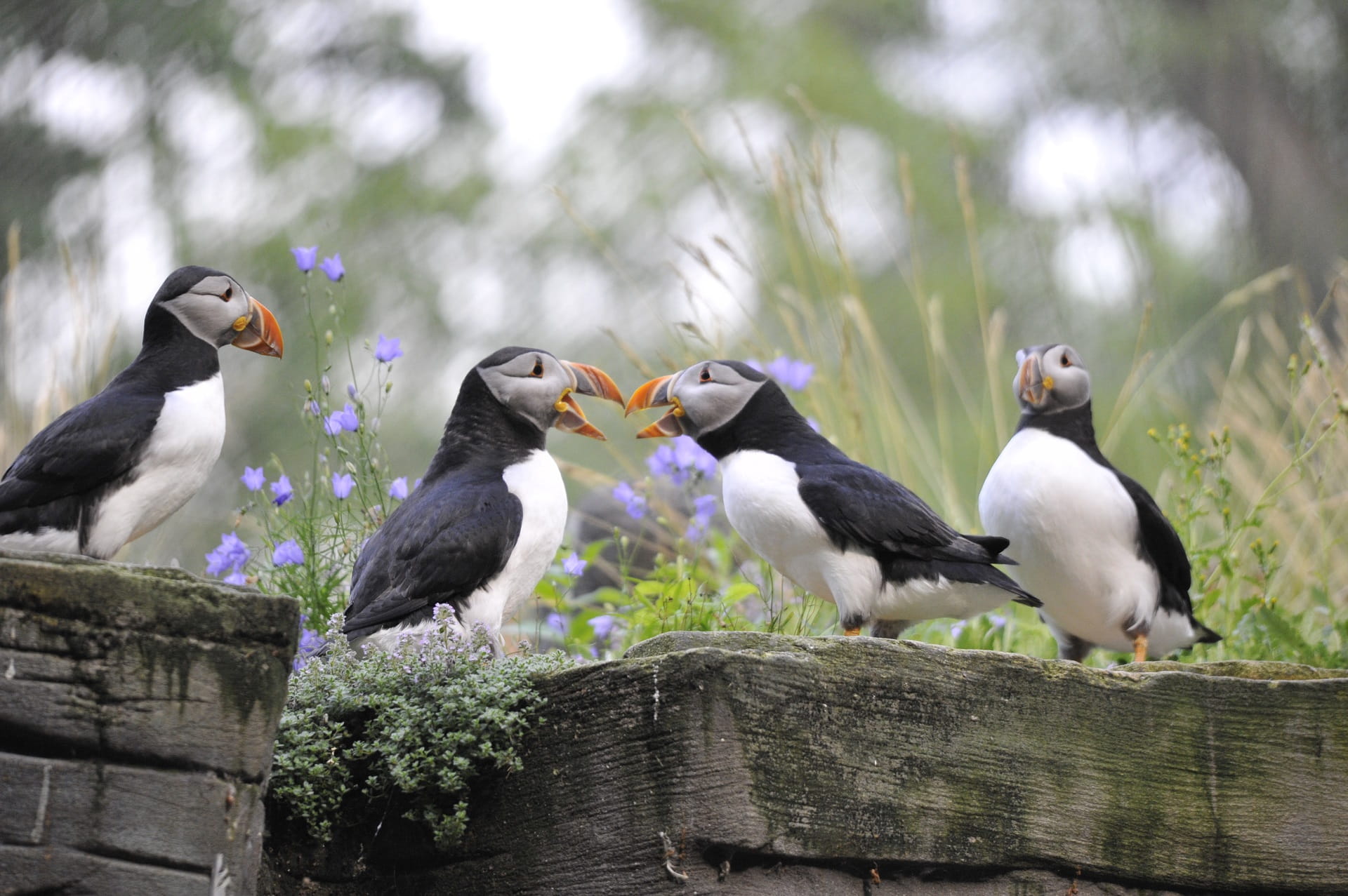 Papageitaucher im Tierpark Bern
