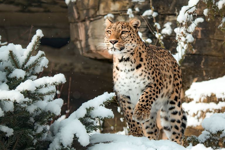 Persischer Leopard im Tierpark Bern