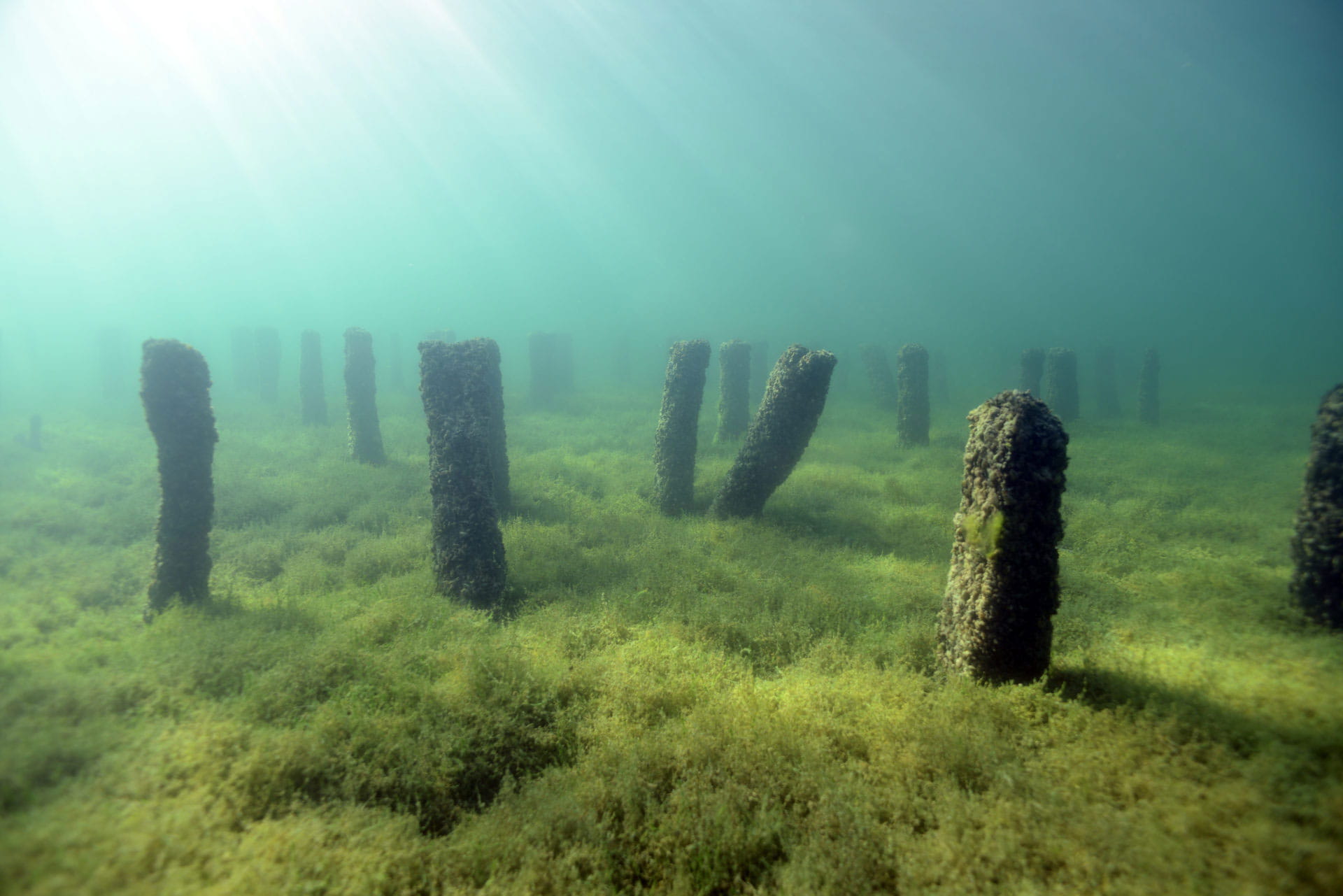 Viele kurze Pfähle ragen aus dem hellgrünen Seegras auf dem Grund des Neuenburgersees. Das Wasser ist türkis und von oben links scheint die Sonne herein.
