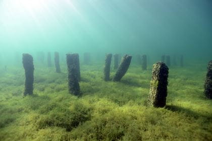 De nombreuses pilots courtes dépassent des algues vert clair au fond du lac de Neuchâtel. L'eau est turquoise et le soleil brille de haut en bas à gauche.