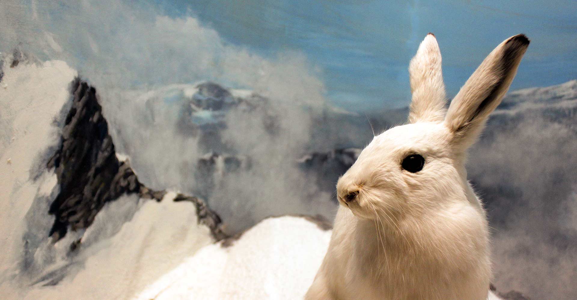 Naturhistorisches Museum Neuchâtel - Exponat