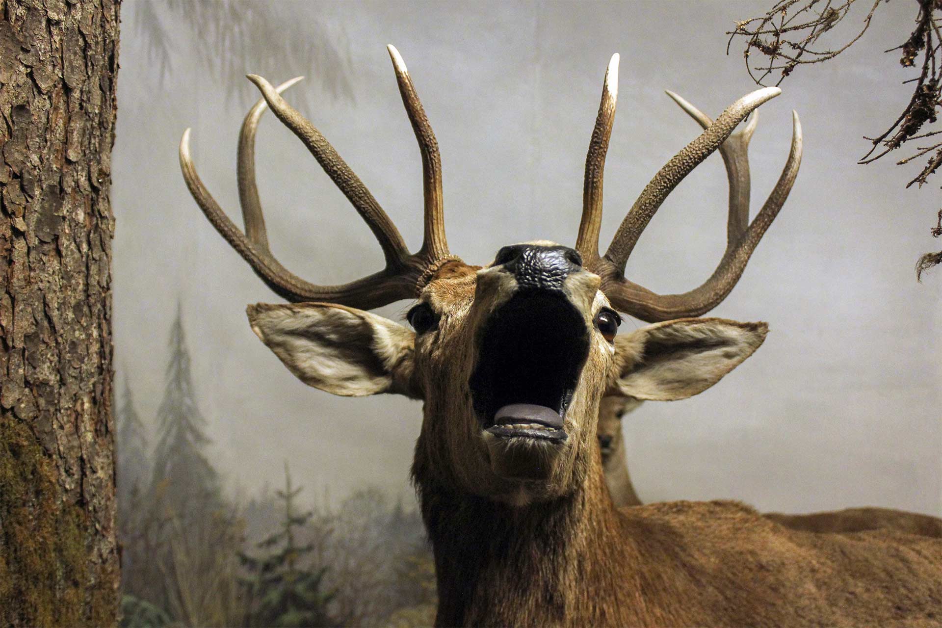 Naturhistorisches Museum Neuchâtel - Exponat