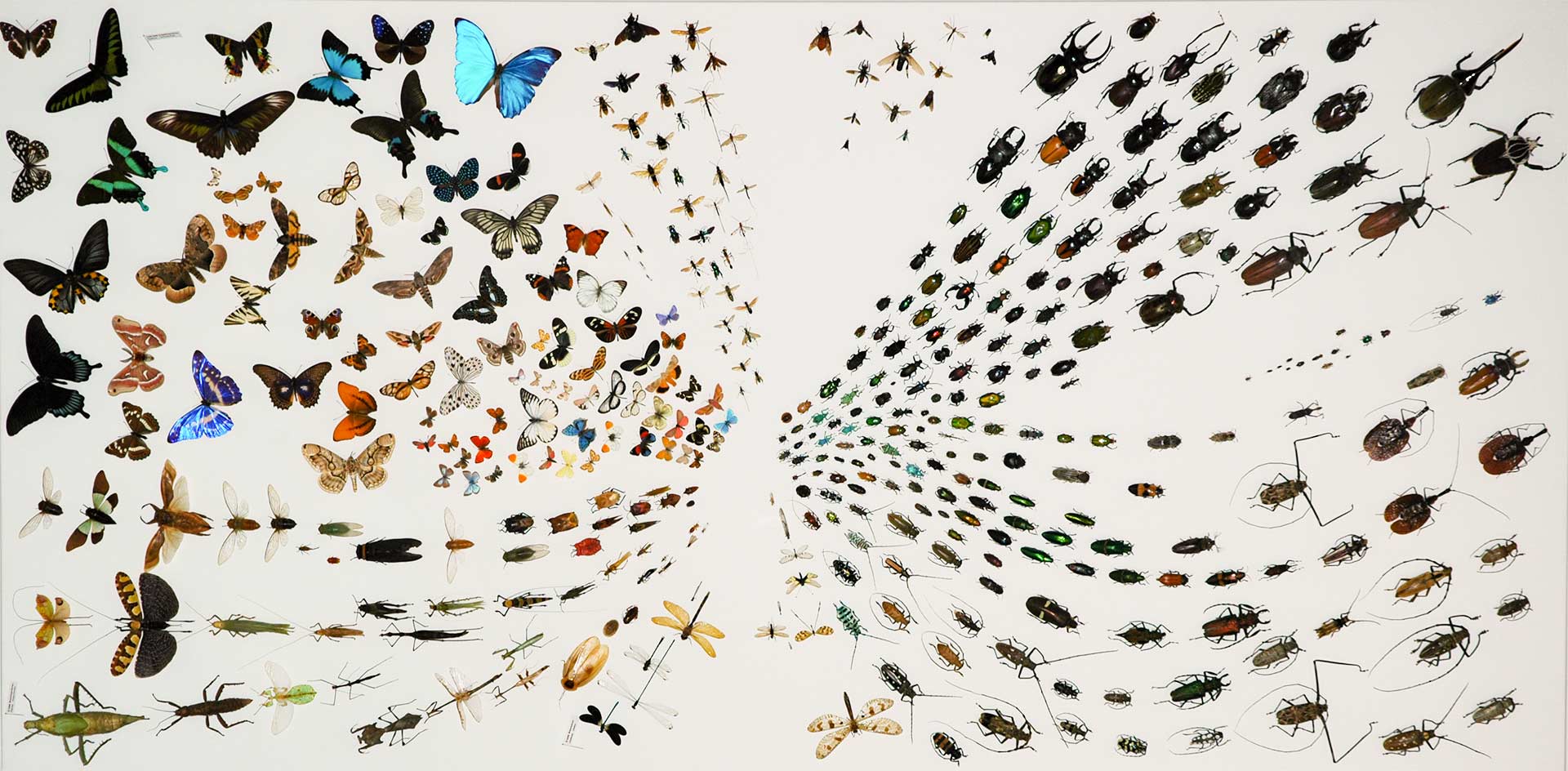 Naturhistorisches Museum Neuchâtel - Insektensaal