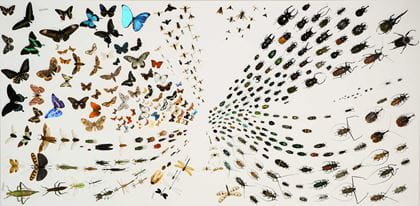 Naturhistorisches Museum Neuchâtel - Insektensaal