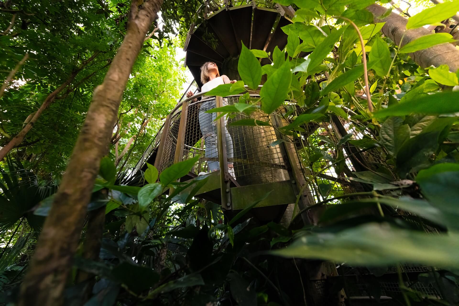 Jungle Trek Papiliorama