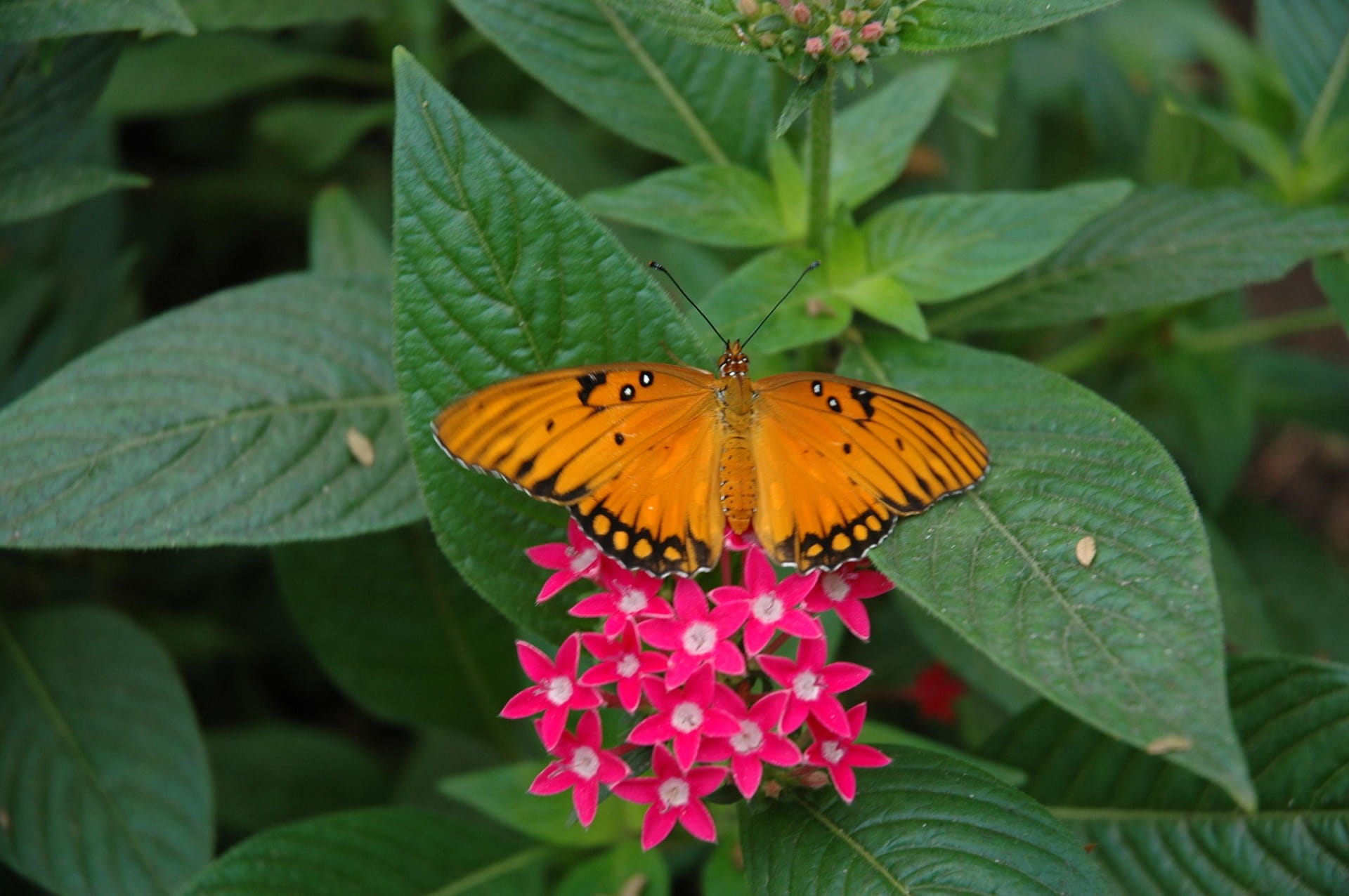 Ein oranger Schmetterling sitzt auf einer rosafarbenen Blüte umgeben von grünen Blättern