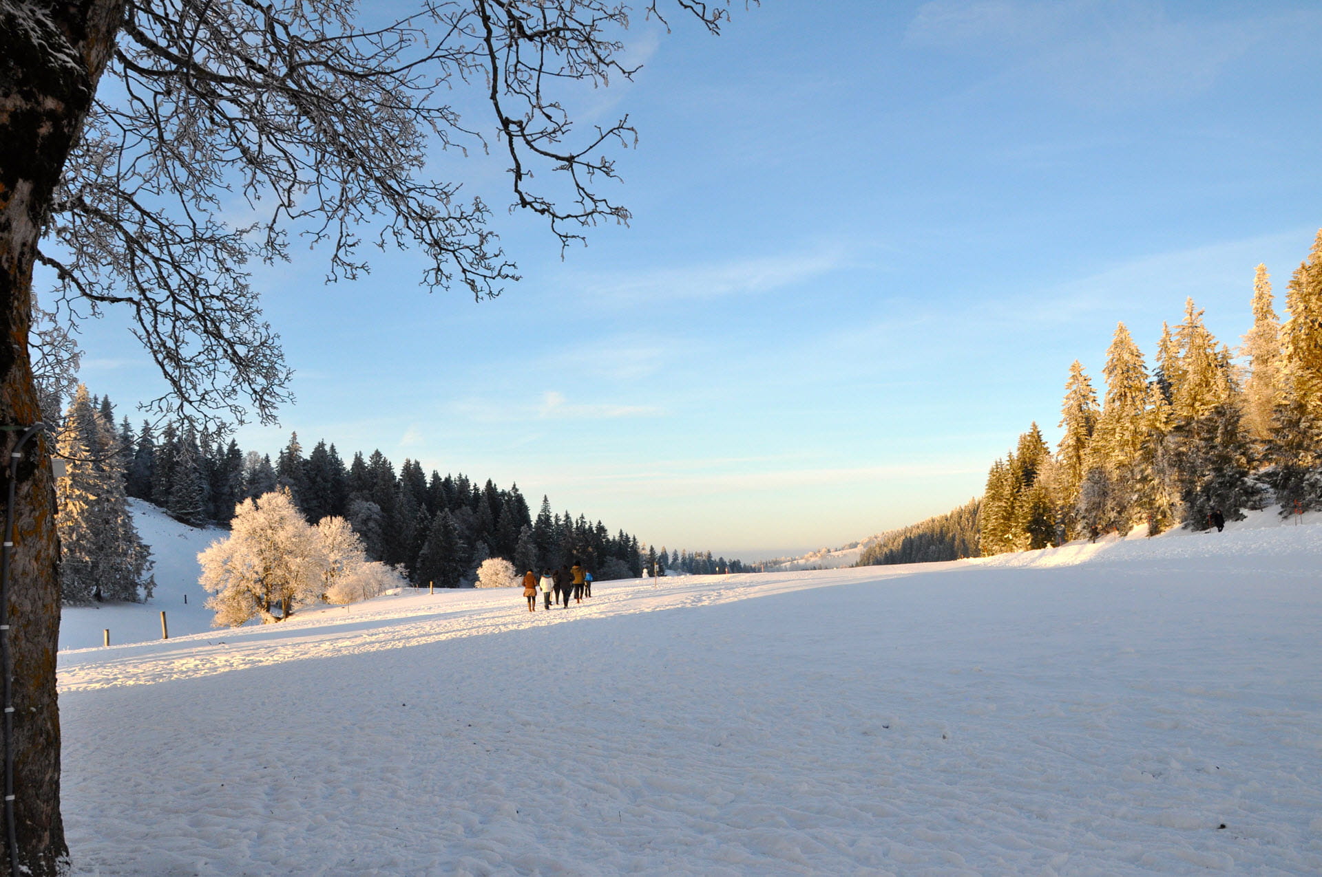 Paysage calme et enneigé sur la Vue des Alpes avec une large vue sur une pente au milieu d'une allée d'arbres sur laquelle se promène une famille. 