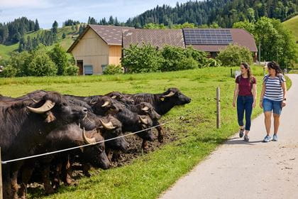 Wasserbueffel FoodTrail Marbach