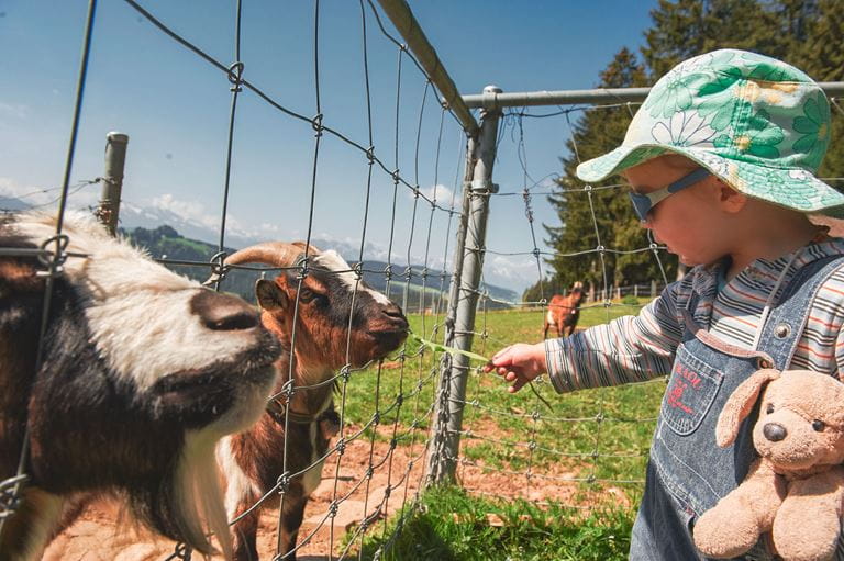 Wanderbus Chuderhüsi - Ein Kind füttert Ziegen.