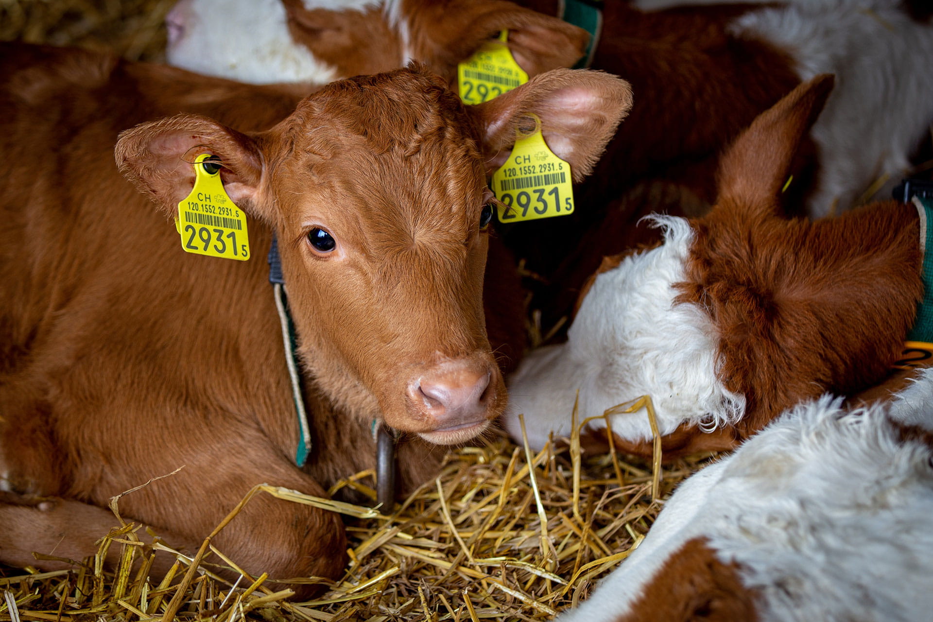 Kälber im Schweizerischen Agrarmuseum Burgrain