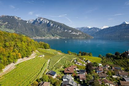 Rebberg Walenrain Spiez Rebberg Walenrain bei Spiez am Thunersee