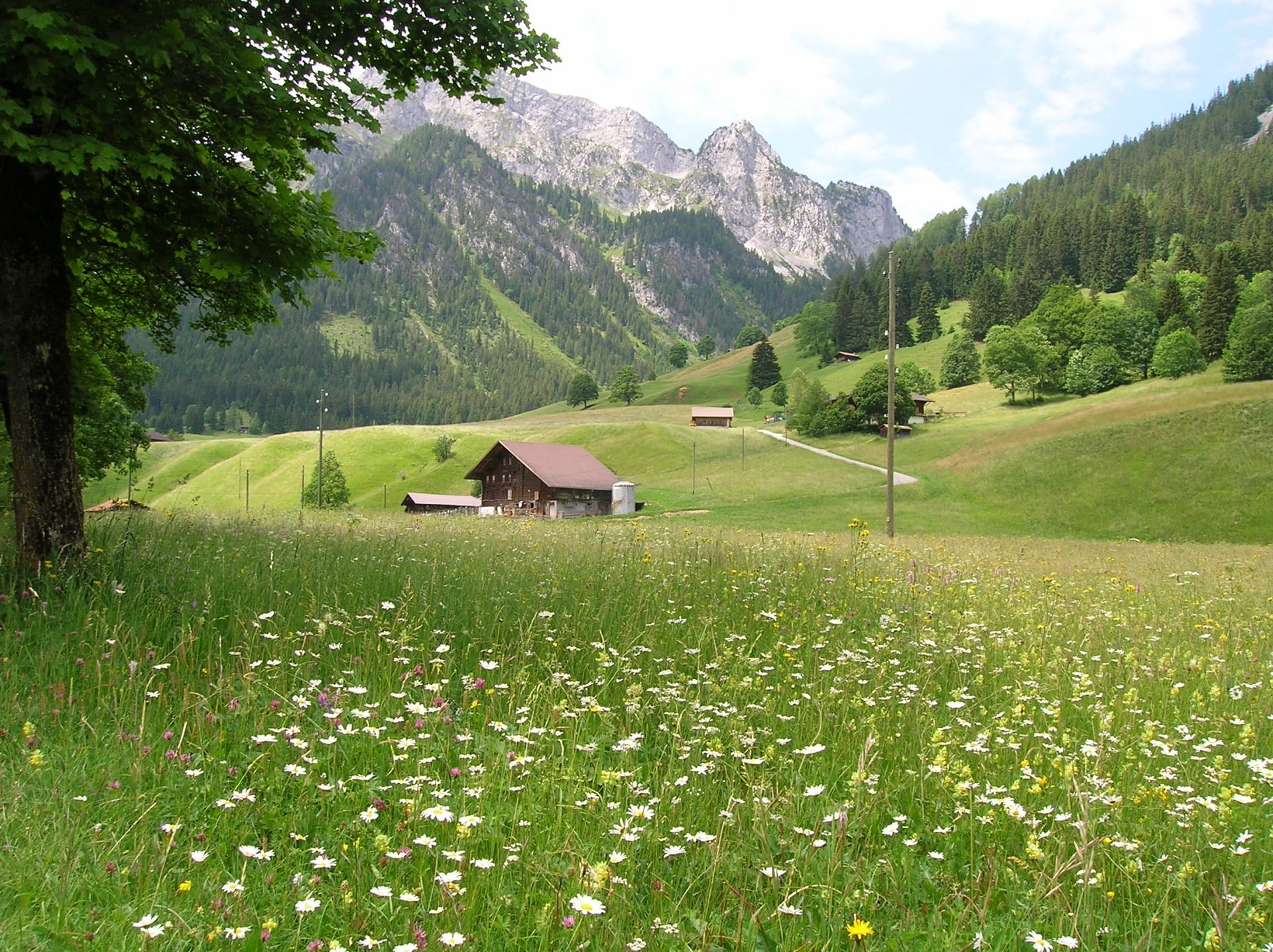 Eine Blumenwiese im Diemtigtal