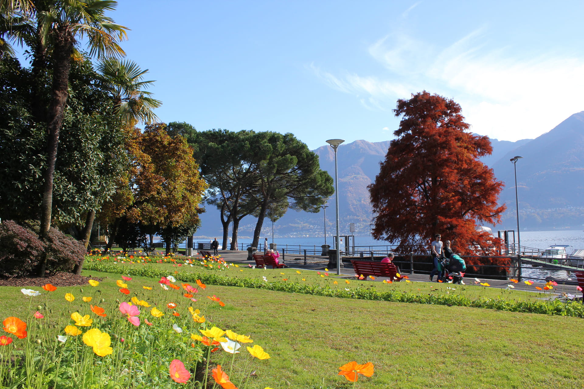 Die Pflanzen an der Promenade von Muralto Locarno stehen in der Herbstblüte.