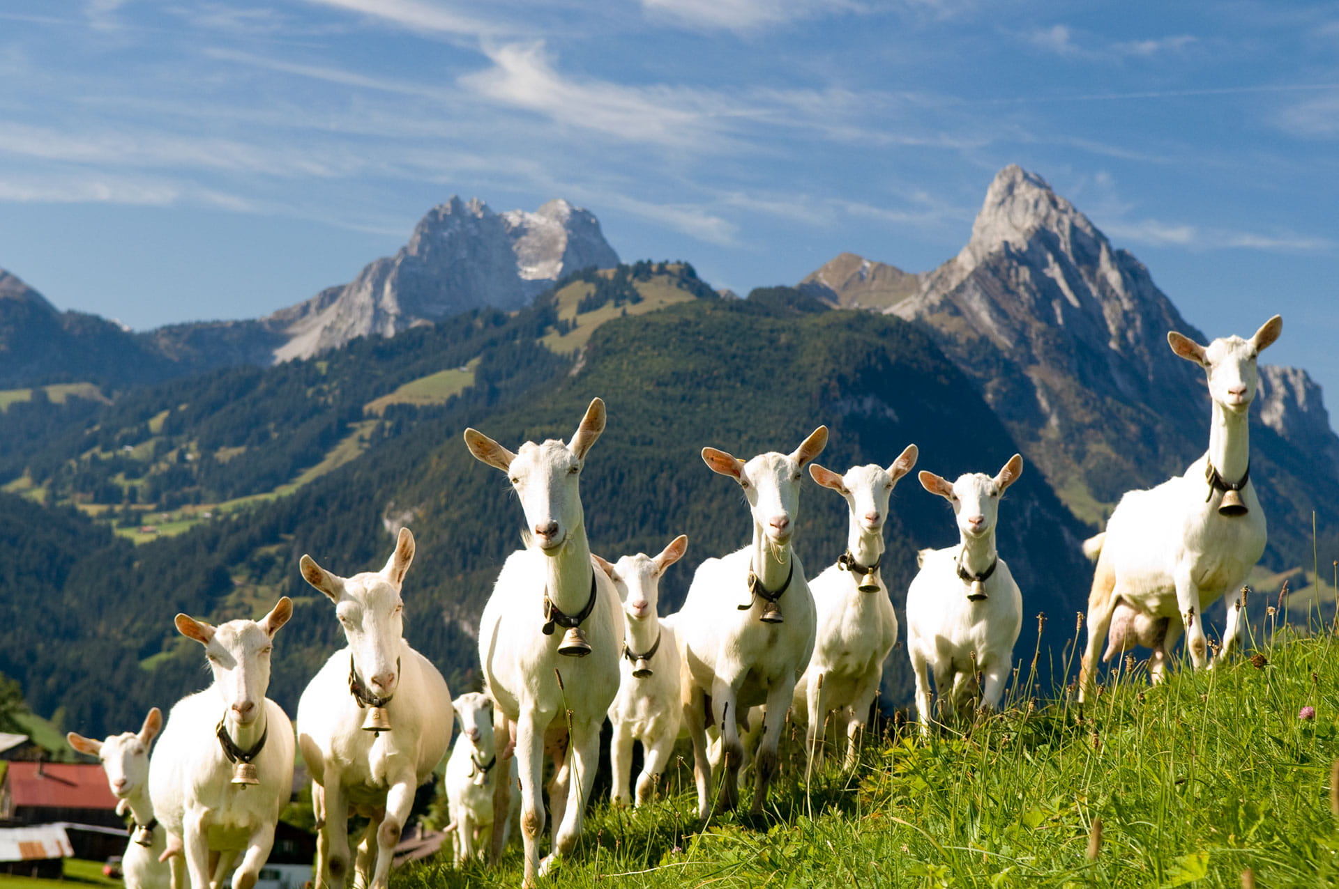Eine Ziegenherde mit Blick auf das Saanenland Gstaad