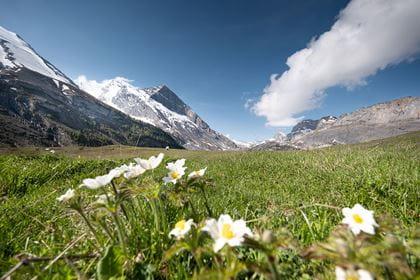 Wanderklassiker Gemmipass Sunnbüel Blumenwiese auf dem Wanderklassiker Gemmipass Sunnbüel