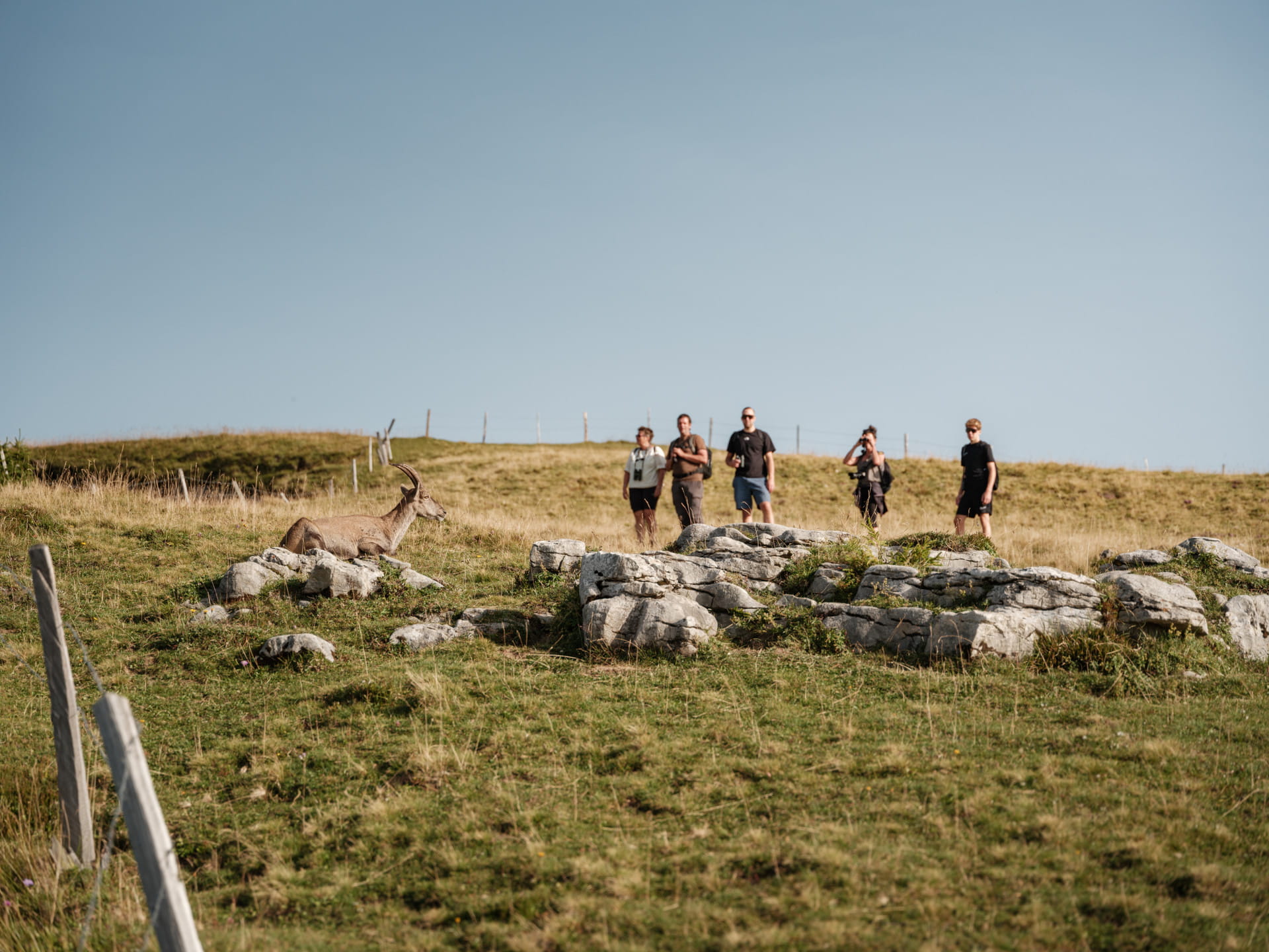 Niederhorn Wildbeobachtung Gruppe unterwegs