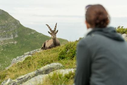 Wildtierbeobachtung, Steinbock