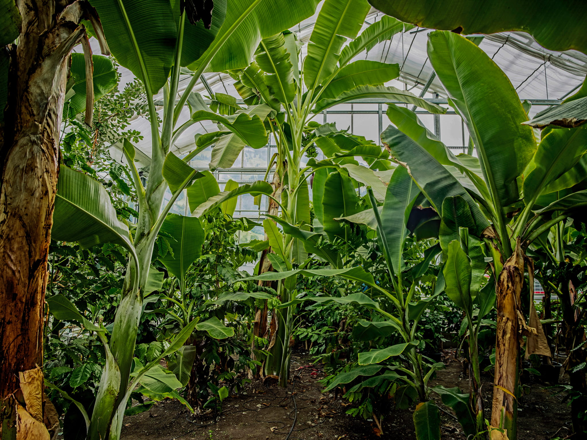 experience the wonderful greenery excursions