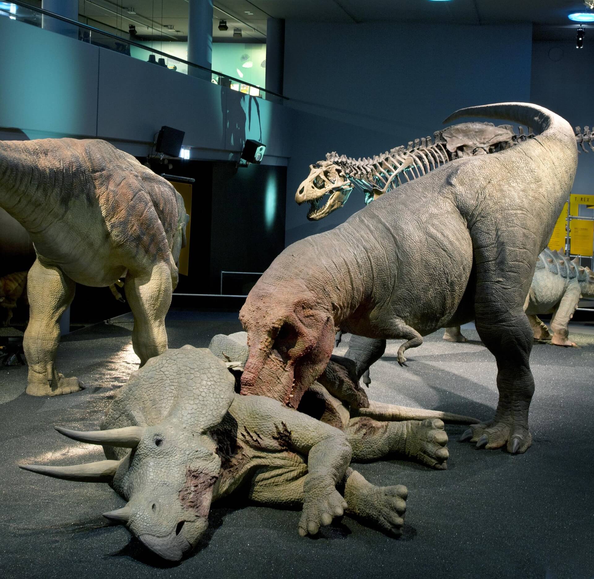 Naturhistorisches Museum Bern