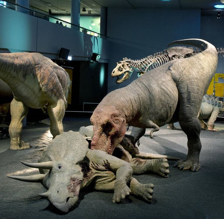 Naturhistorisches Museum Bern