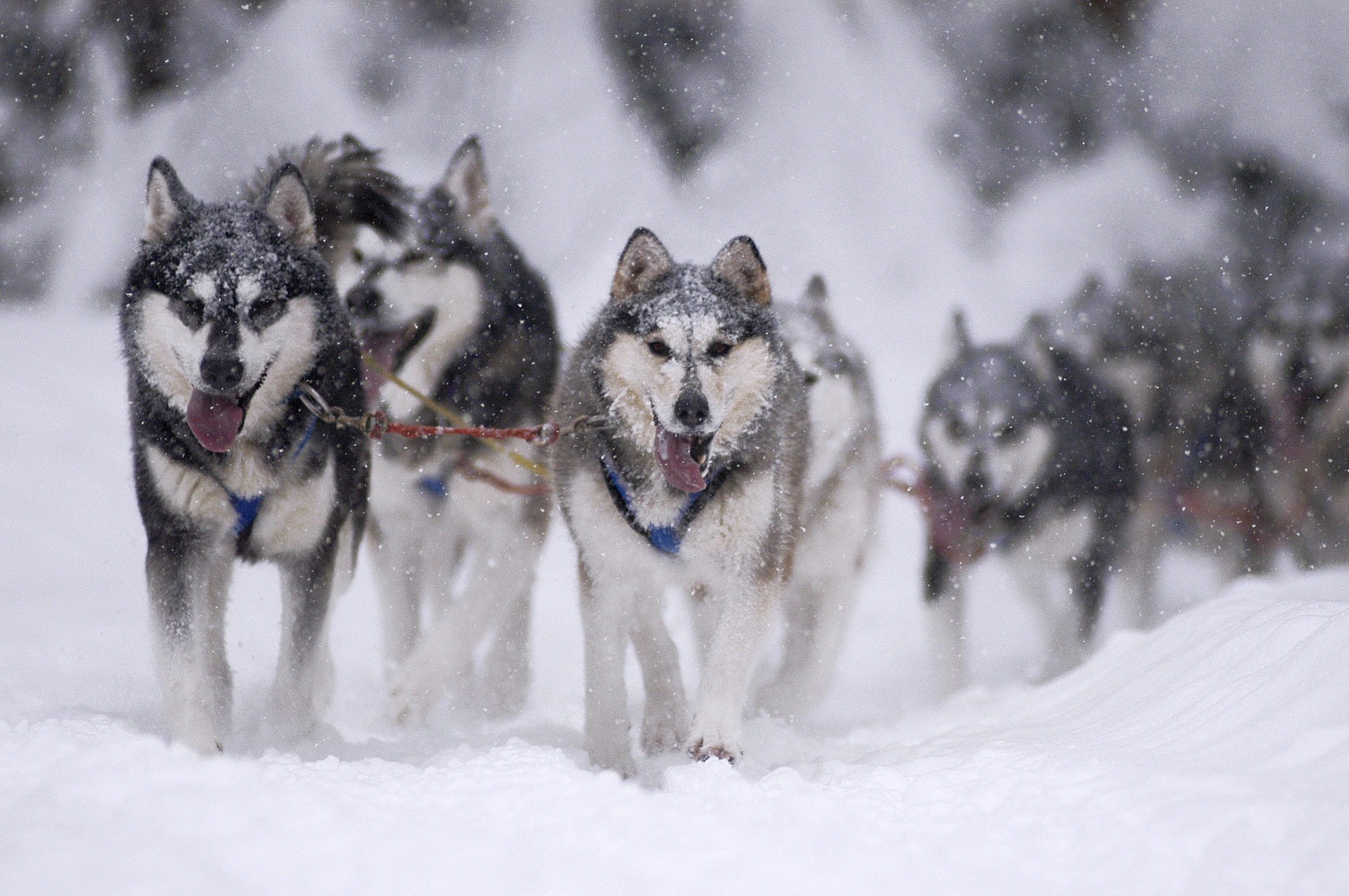 Schlittenhunde in Aktion beim Schlittenhunderennen in Kandersteg