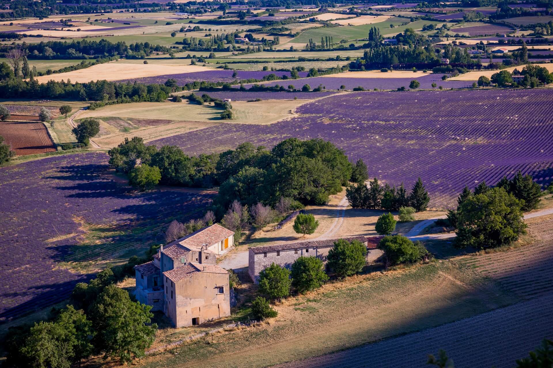 Provence Lavendelfelder bei Goult