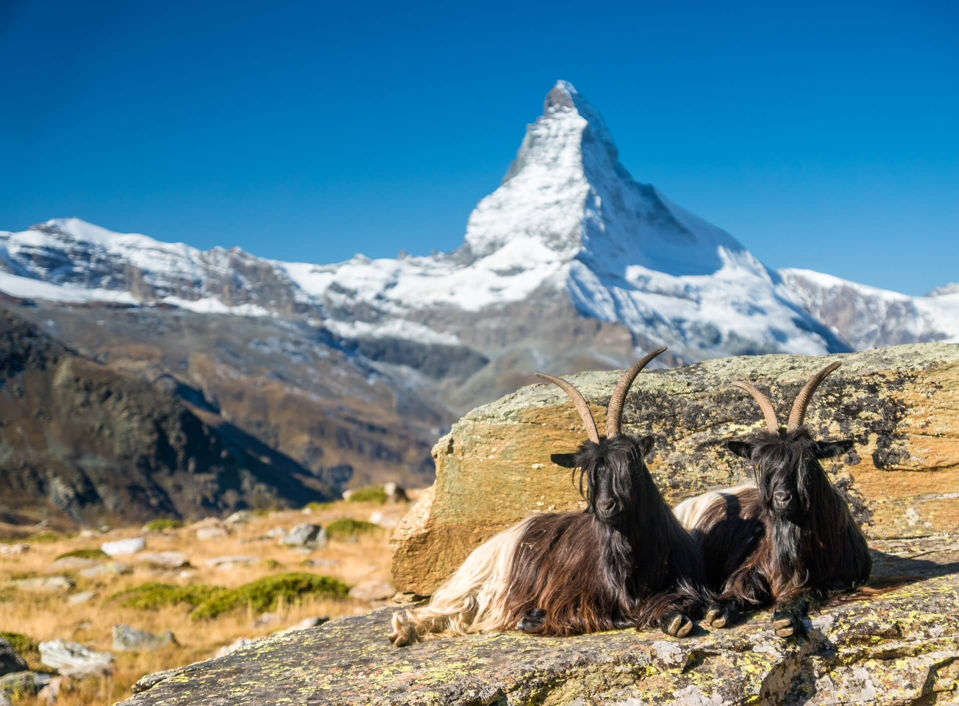 GEX Sommer Schwarzhalsziegen vor Matterhorn