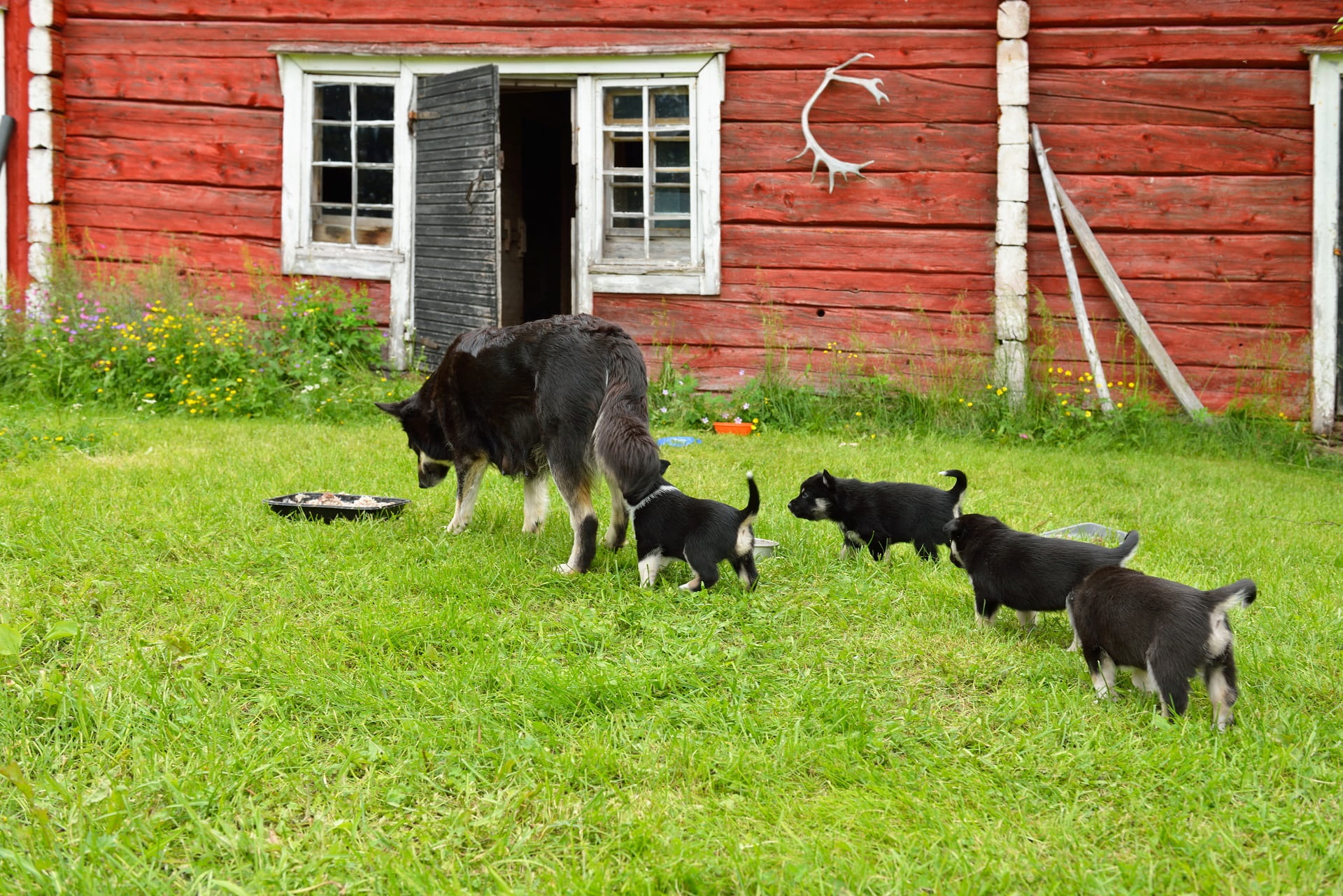 Finnisch Lappland Allgemein Hundewelpen