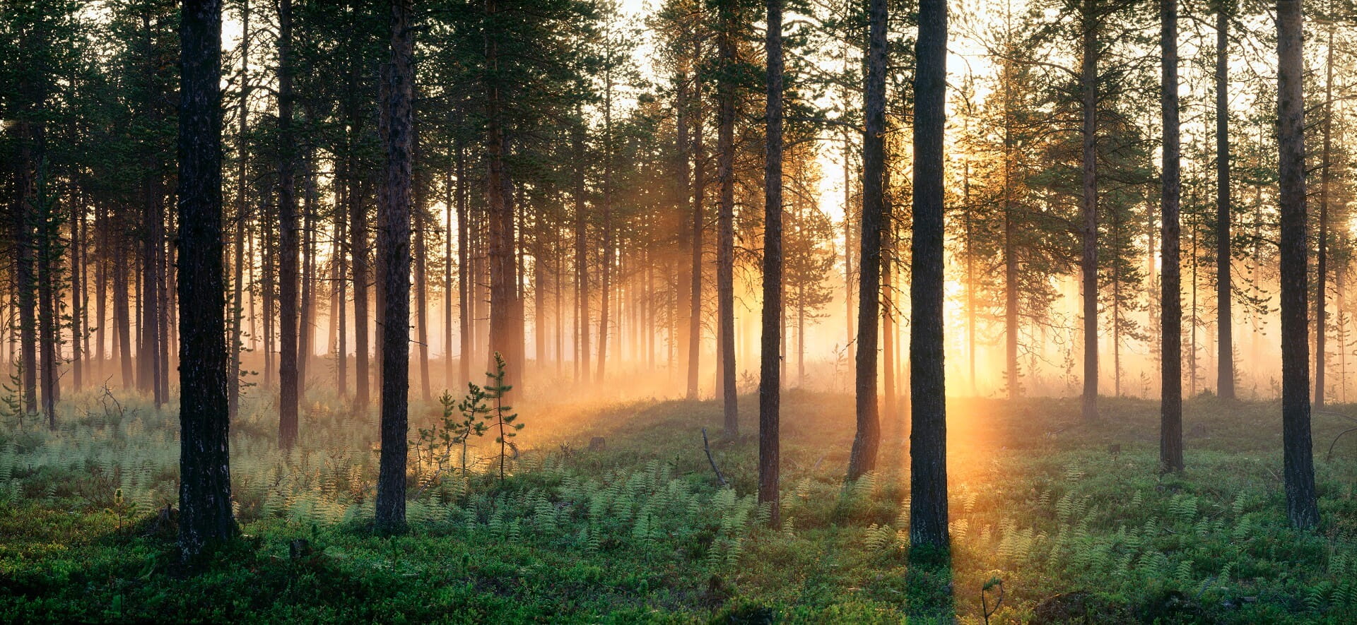 Mitternachtssonne im Wald