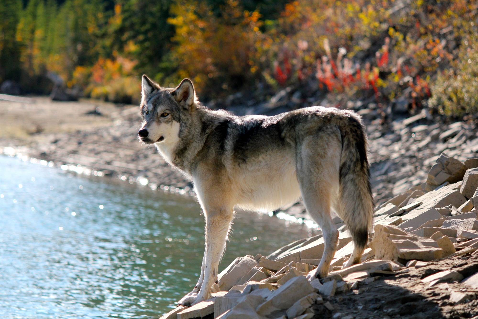 Erlebnisreisen Bahn und Schiff weltweit - Goldener Ahorn - BLS AG