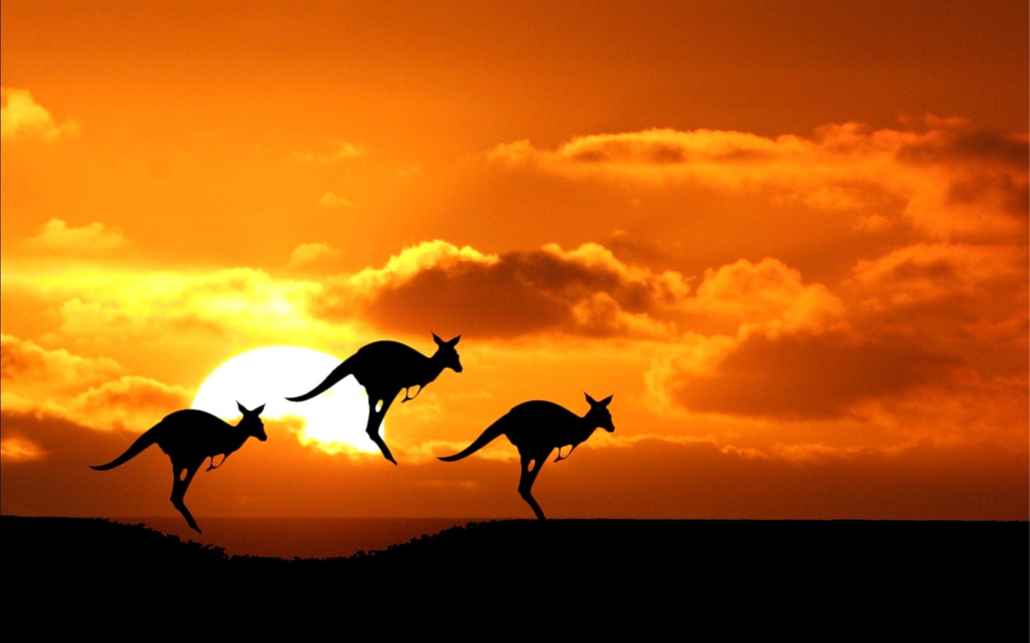  Mitwagenrundreise im Süden Australiens - Känguru