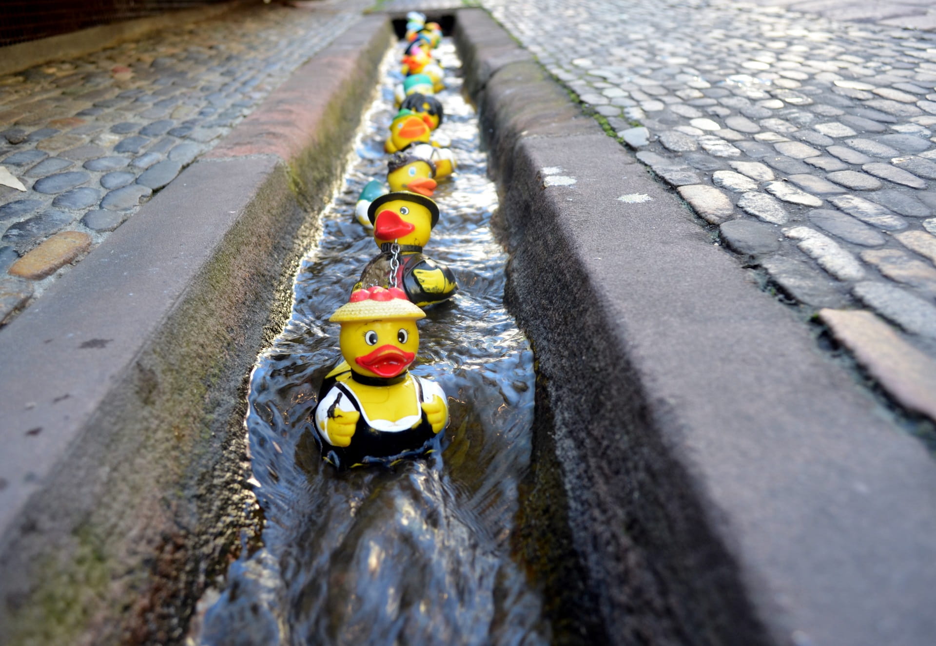 Freiburg Enten in Bächle