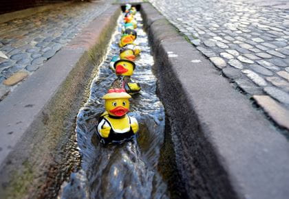 Freiburg Enten in Bächle